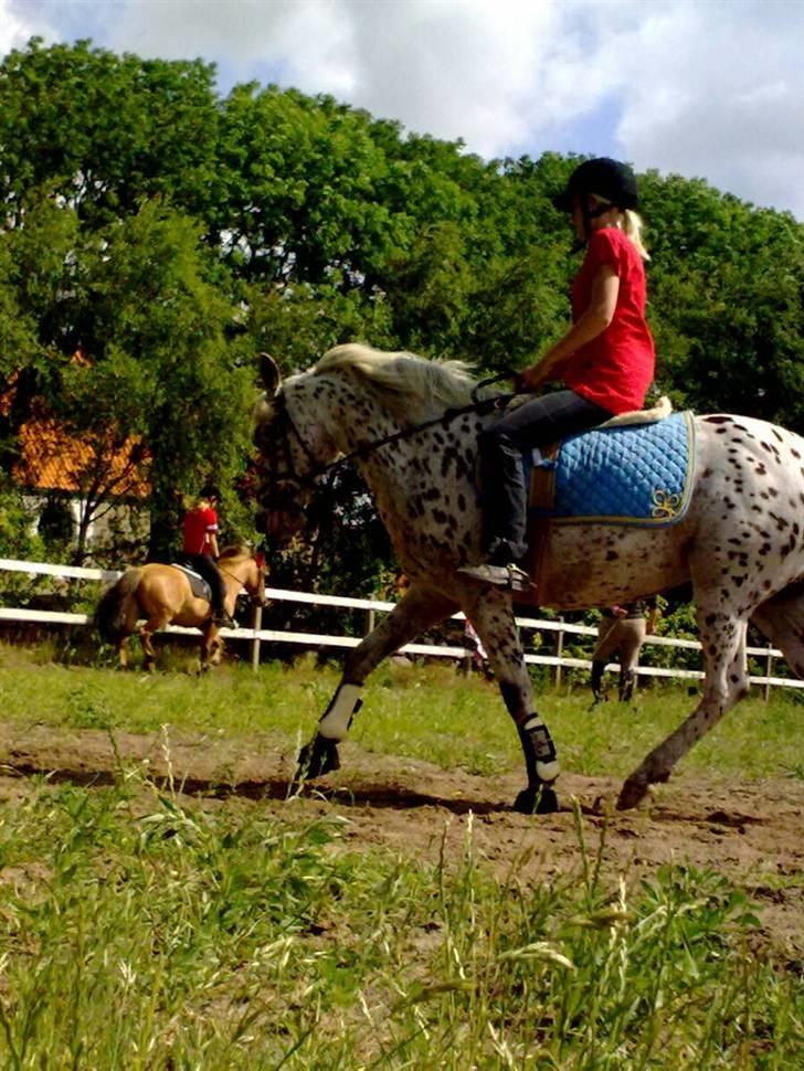 Knabstrupper Bonnie - Undervisning af Susanne uden sadel :D!  billede 17