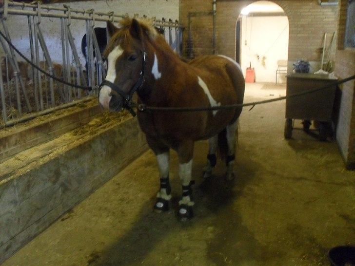 Pinto sweety MINBEDSTEVEN - 8. fordi jeg elsker ham og han bare er sp nuttet:*<3 billede 8