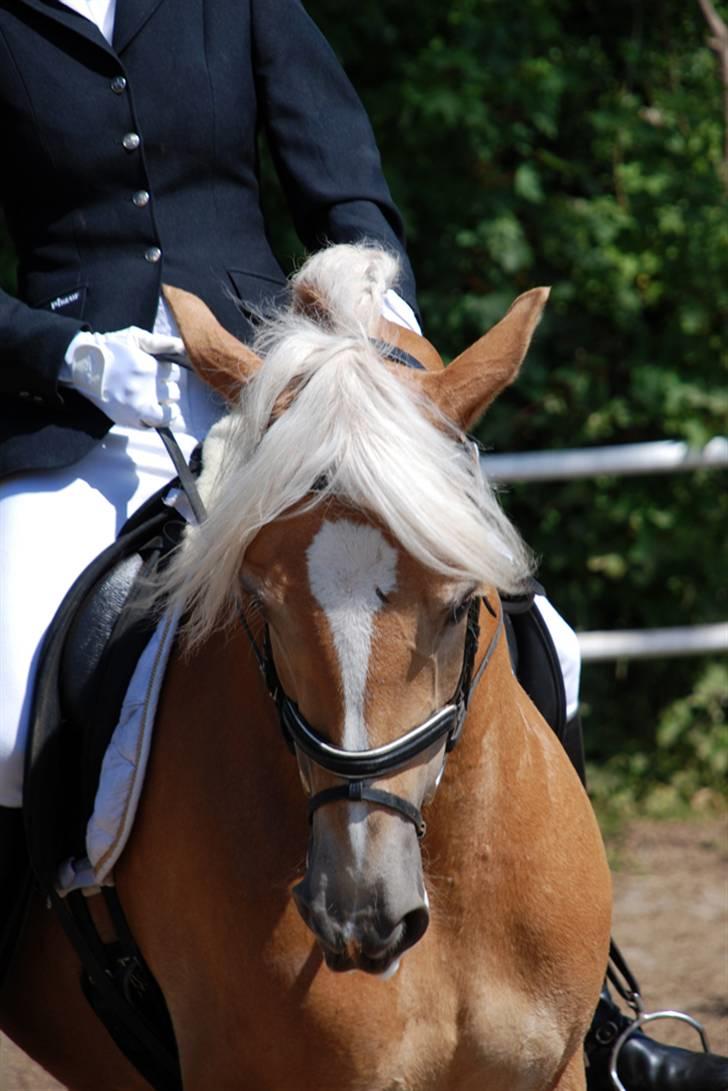 Haflinger WildWerkiba - SOLGT - Haflingerstævne i Haderslev... billede 7