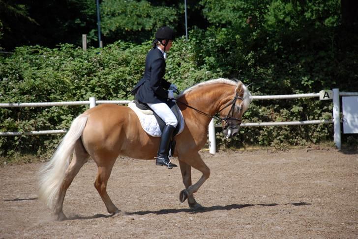 Haflinger WildWerkiba - SOLGT billede 9