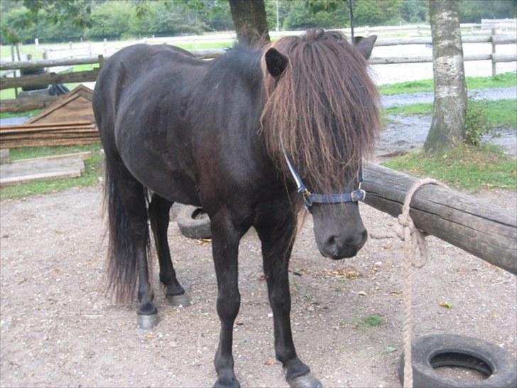 Islænder Gáski fra Rolandsgården - Det nye sted! billede 18