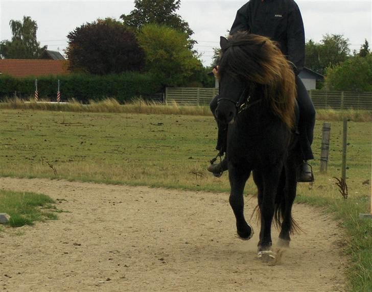 Islænder Gáski fra Rolandsgården - Træning, gammelt. billede 19