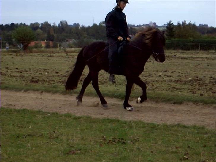 Islænder Gáski fra Rolandsgården - Tölt, gammelt. Jeg elsker dig hest! billede 20