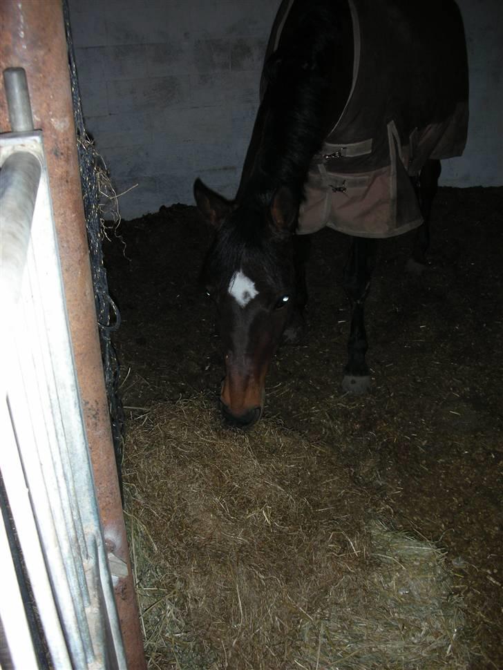 Norsk Sportspony Jessie Z   R.I.P. <3 billede 1