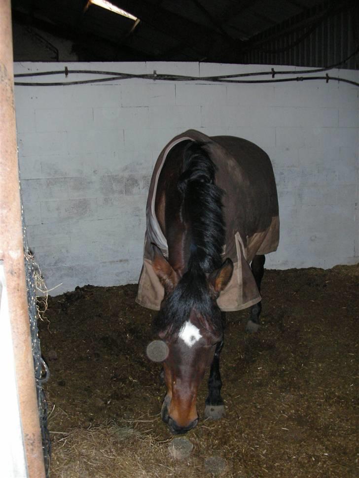 Norsk Sportspony Jessie Z   R.I.P. <3 billede 2