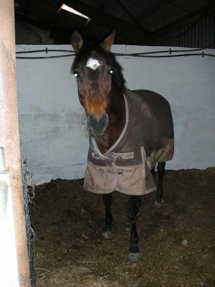 Norsk Sportspony Jessie Z   R.I.P. <3 billede 3