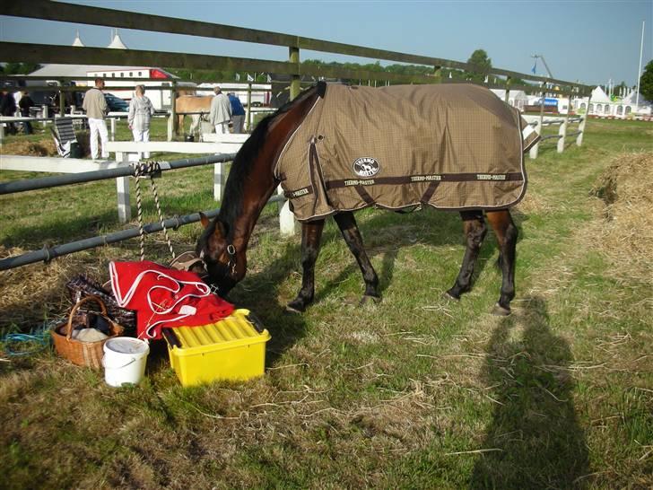 Norsk Sportspony Jessie Z   R.I.P. <3 billede 4