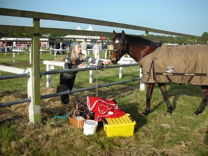 Norsk Sportspony Jessie Z   R.I.P. <3 billede 5