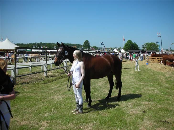 Norsk Sportspony Jessie Z   R.I.P. <3 billede 6