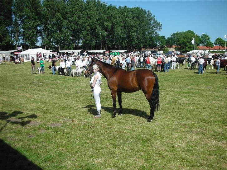 Norsk Sportspony Jessie Z   R.I.P. <3 billede 11