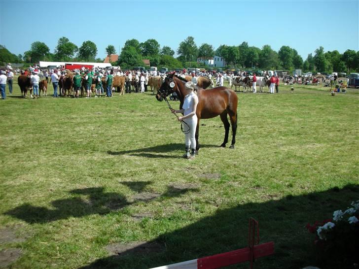 Norsk Sportspony Jessie Z   R.I.P. <3 billede 12