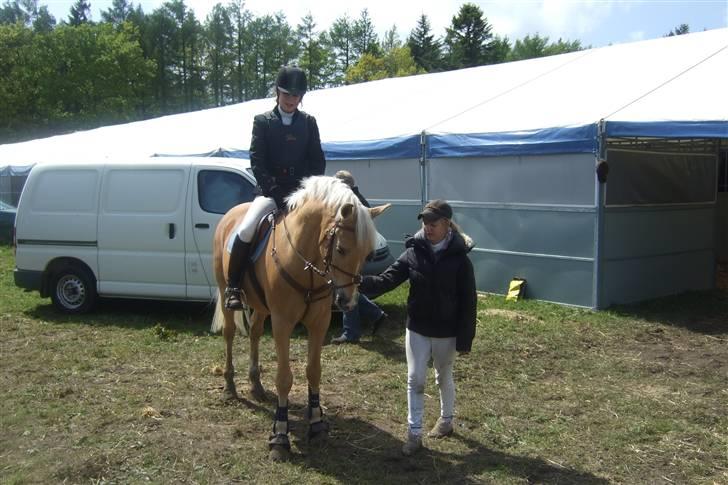 New Forest Hustlers Chris *solgt* billede 13