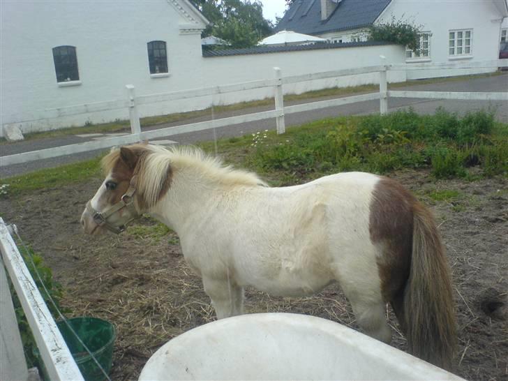 Shetlænder fanny( aflivet):( - nyeste billede af den  dejlige  dame .) billede 19