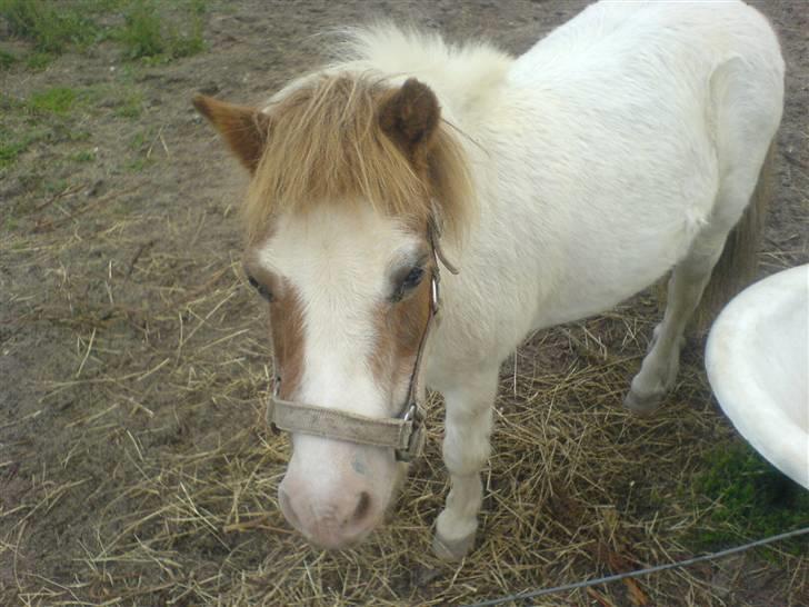 Shetlænder fanny( aflivet):( - nyeste billede af den smukke  dame  billede 20