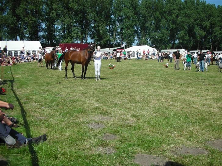 Norsk Sportspony Jessie Z   R.I.P. <3 billede 14