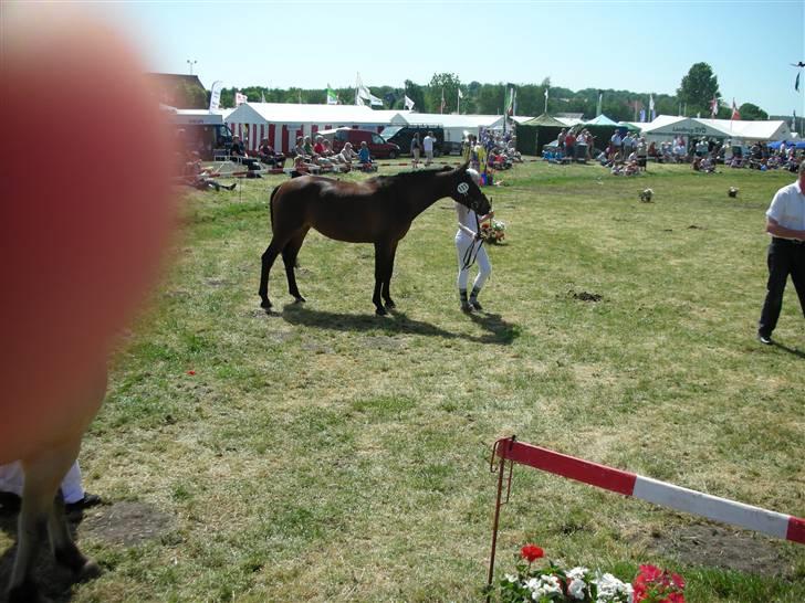 Norsk Sportspony Jessie Z   R.I.P. <3 billede 16
