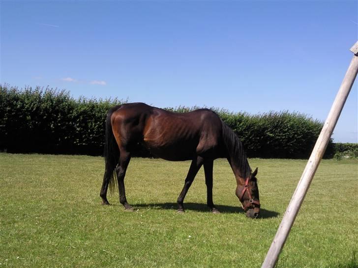 Dansk Varmblod Fire walker *RIP' billede 8