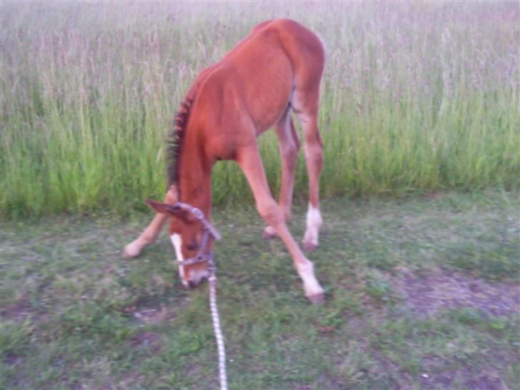 Anden særlig race fire walkers aslan billede 11