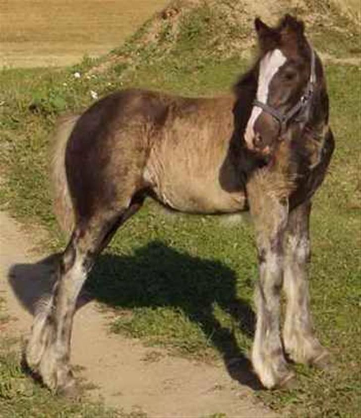 Irish Cob Bigumsgårds Dina  - Dina som føl. billede 13