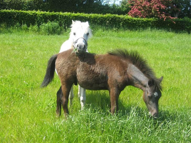 Anden særlig race Dollargirl´s Lucky - Lucky Royal sammen med sit føl Cassanova Royal som fyldte ½ år her i Juli 2009 billede 2