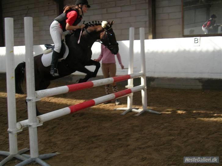 Anden særlig race Twiggy  billede 2