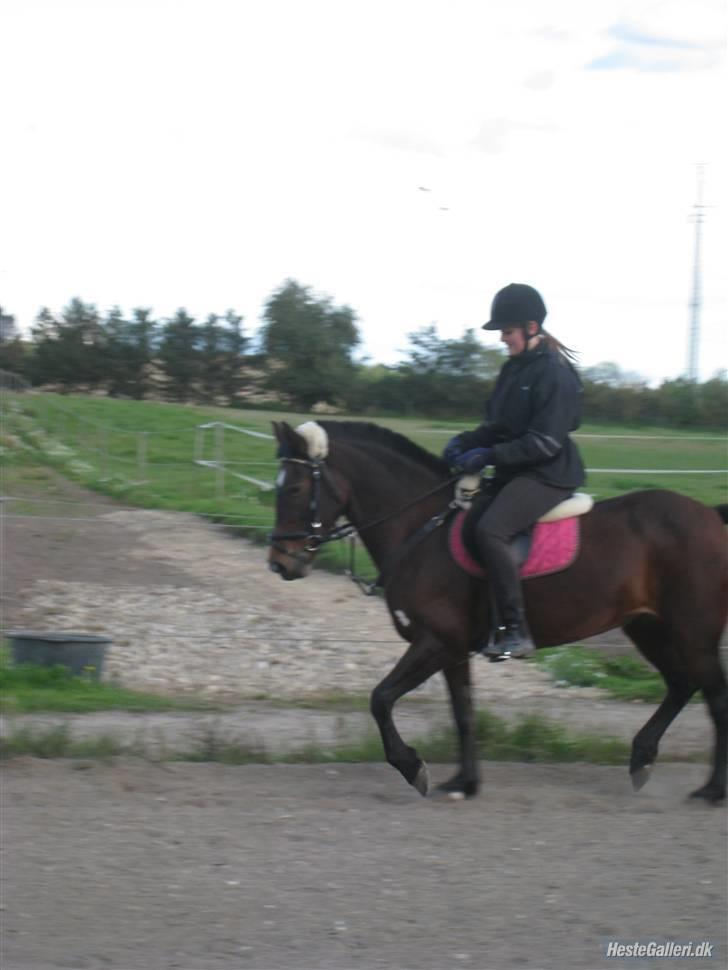 Anden særlig race Twiggy  billede 3