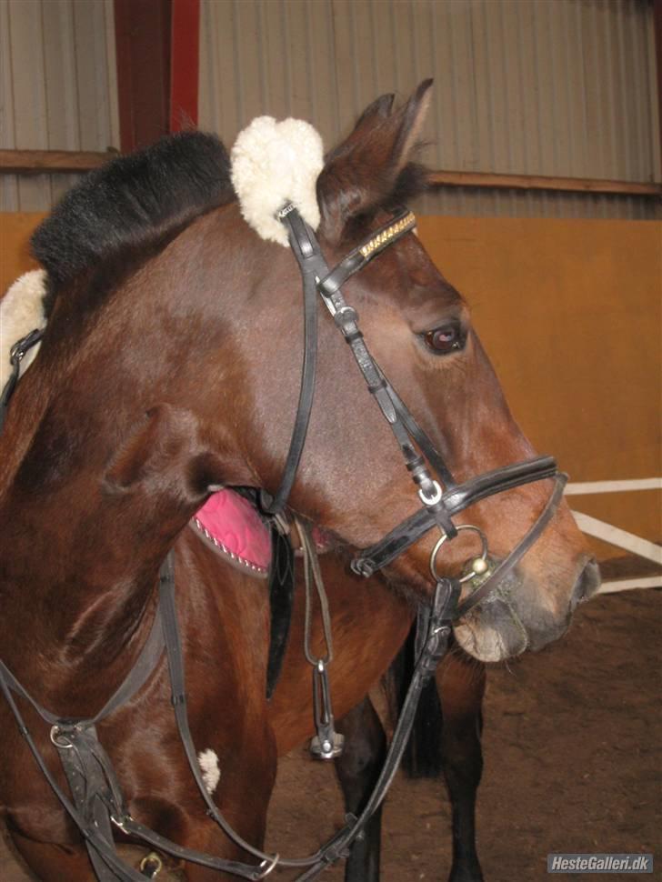 Anden særlig race Twiggy  billede 4