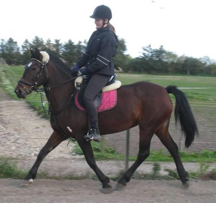 Anden særlig race Twiggy  billede 5