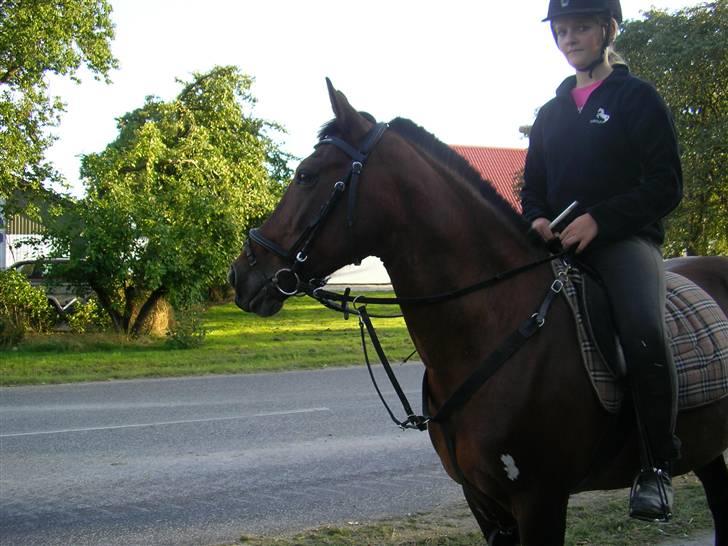 Anden særlig race Twiggy  billede 6