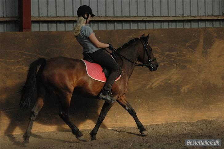 Anden særlig race Twiggy  billede 8