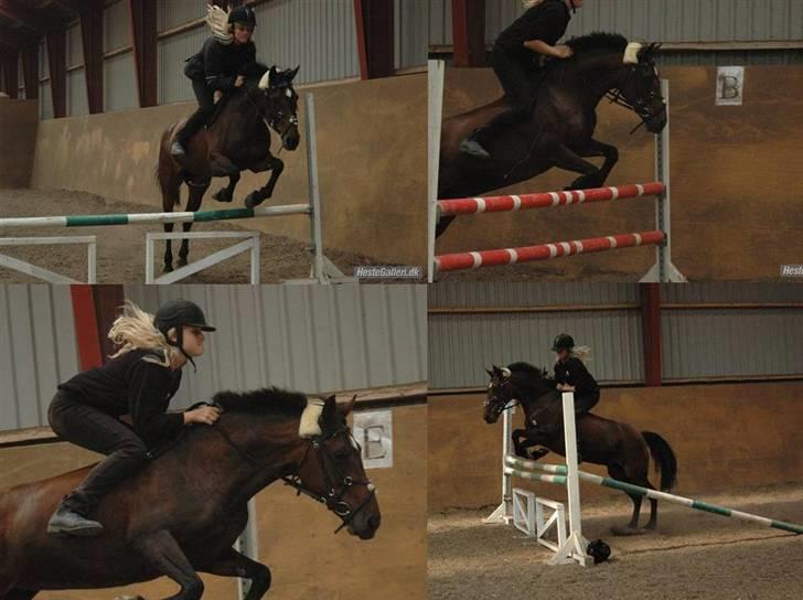 Anden særlig race Twiggy  billede 9