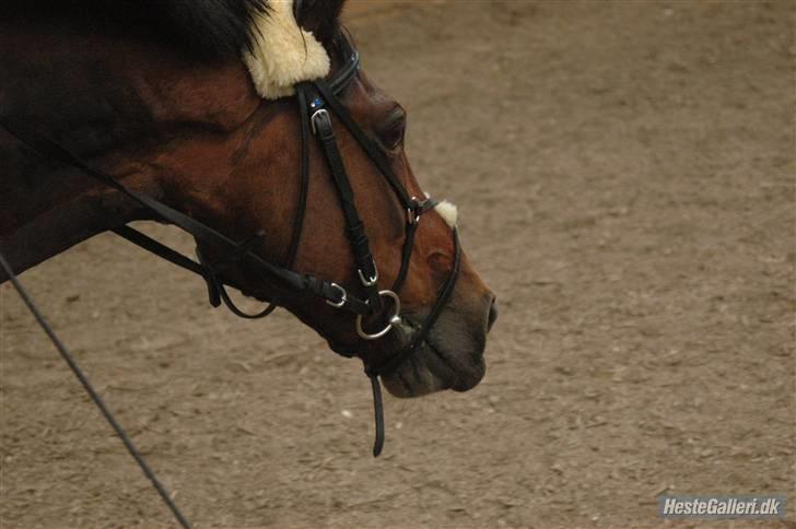 Anden særlig race Twiggy  billede 10