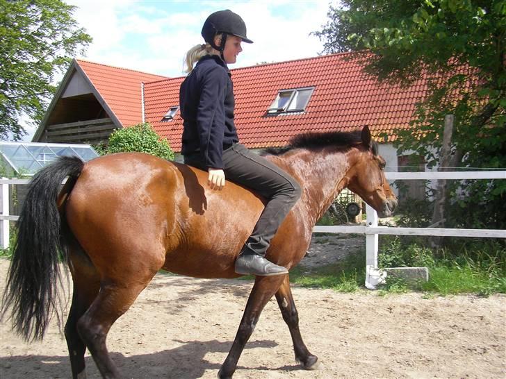 Anden særlig race Twiggy  billede 11