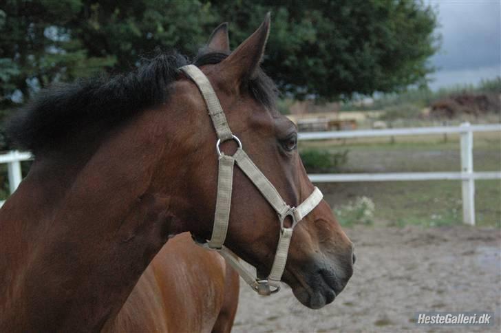 Anden særlig race Twiggy  billede 12