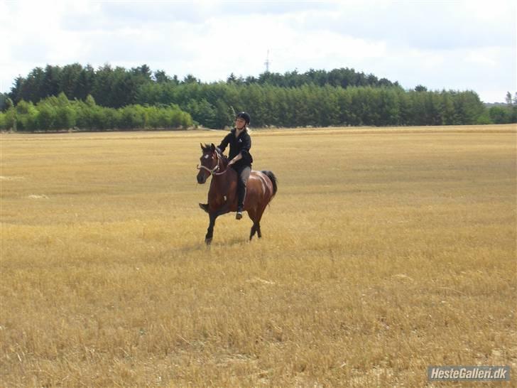 Anden særlig race Twiggy  billede 16