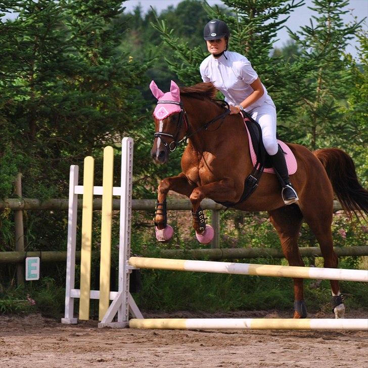 Trakehner Catwalk billede 18