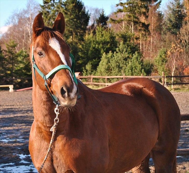Trakehner Catwalk billede 19