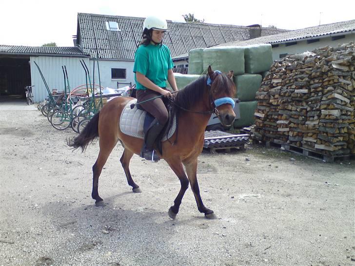 Gotlandsruss Tarpan's Ikon R.I.P billede 12