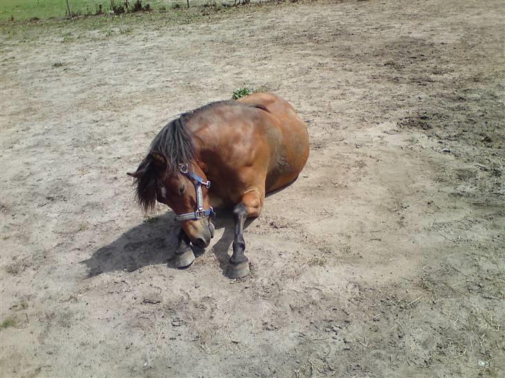 Gotlandsruss Tarpan's Ikon R.I.P billede 13