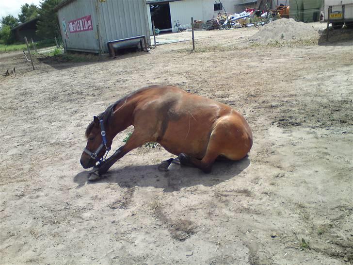 Gotlandsruss Tarpan's Ikon R.I.P billede 14