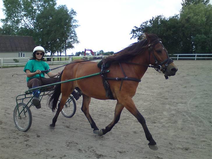 Gotlandsruss Tarpan's Ikon R.I.P billede 15