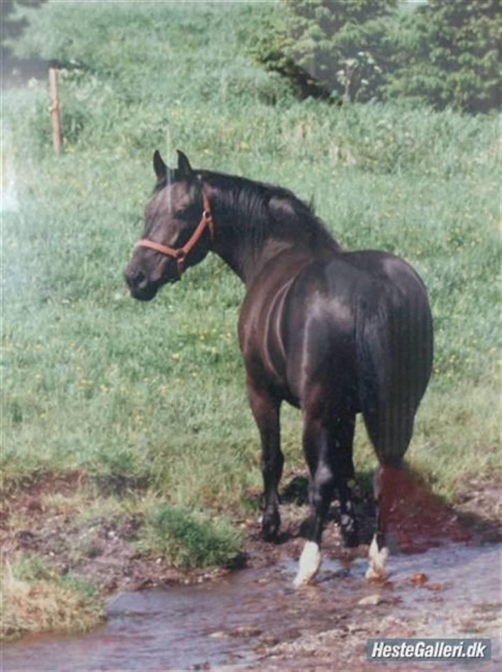 Oldenborg lux  billede 3