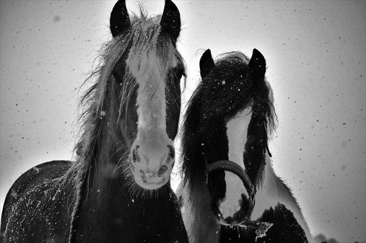 Tinker Lady Harmonie billede 7