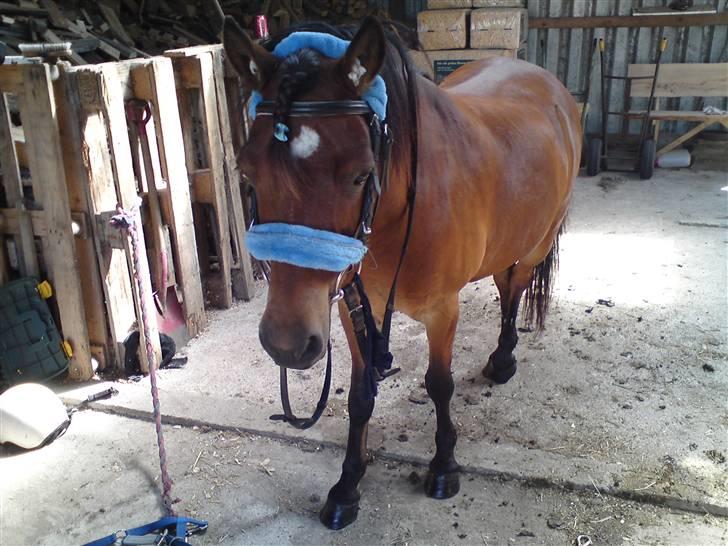 Gotlandsruss Tarpan's Ikon R.I.P billede 16