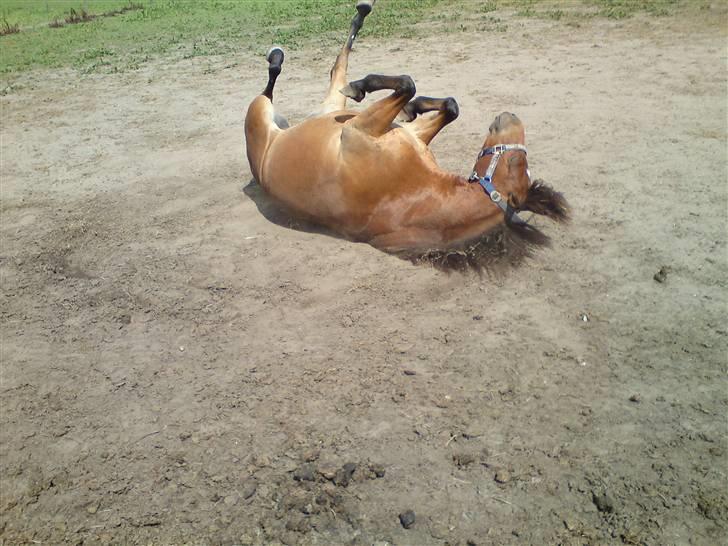 Gotlandsruss Tarpan's Ikon R.I.P billede 17