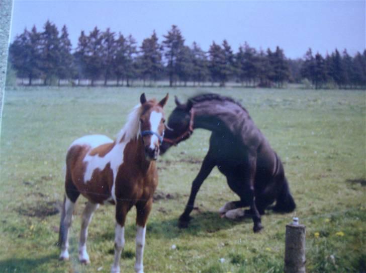 Oldenborg lux  billede 13