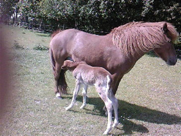 Islænder Askja fra Spillehuset R.I.P - #1. sammen med mit føl det for lige noget godt mælk billede 1