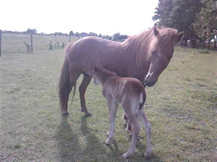 Islænder Askja fra Spillehuset R.I.P - #2. når hun  er sød mit lille lækker føl hun skal lige drikke igen  billede 2