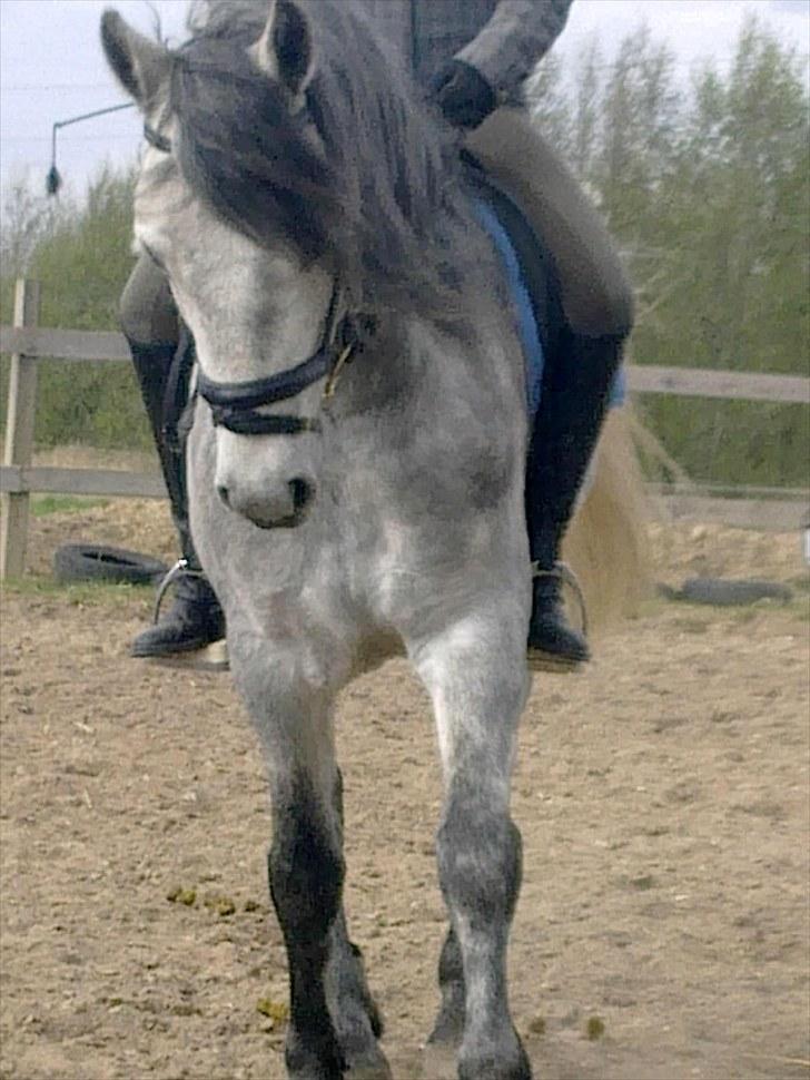 Connemara Skovbækkens Mikado - Mikado maj 2010 billede 3