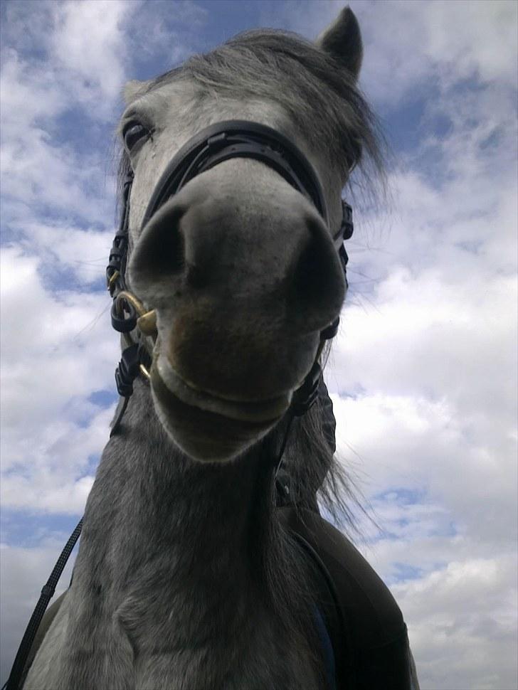 Connemara Skovbækkens Mikado billede 4